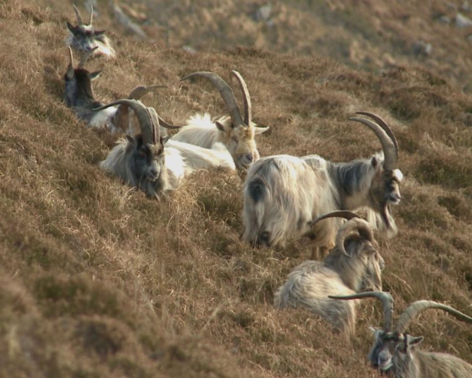 irish goats