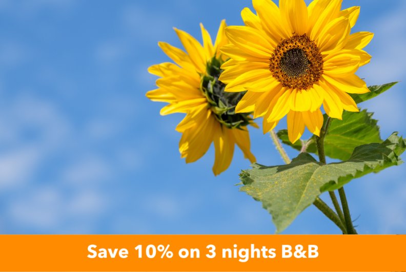 Summer Saver www.wyatthotel.com_v3